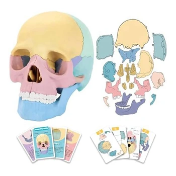 1Set Žmogaus Anatomija Kaukolė Įspūdį Nuimamas Mini Žmogaus Kaukolės Modelis Klinika Mokymo