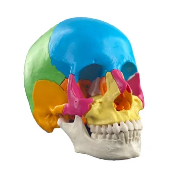 22 Dalys 1:1 Gyvenimas Dydžio Žmonių Kaukolės Modelis Micro Kosmetikos Plastinės Chirurgijos Nuimamas Galvos Kaukolės Medicinos Anatomijos Modelis