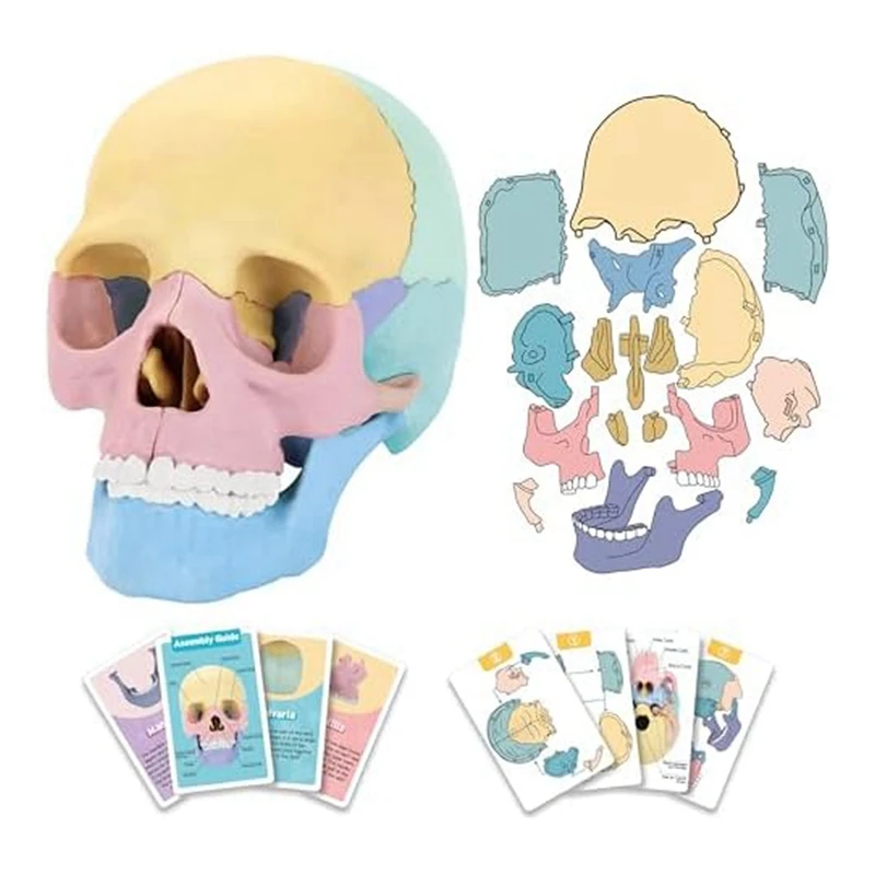 1Set Žmogaus Anatomija Kaukolė Įspūdį Nuimamas Mini Žmogaus Kaukolės Modelis Klinika Mokymo Nuotrauka 0