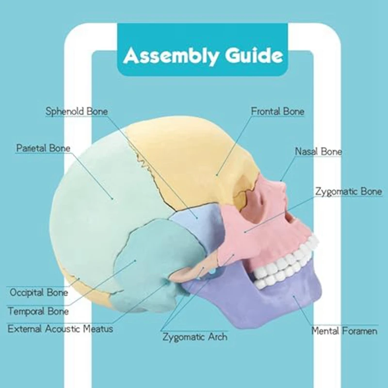 1Set Žmogaus Anatomija Kaukolė Įspūdį Nuimamas Mini Žmogaus Kaukolės Modelis Klinika Mokymo Nuotrauka 1