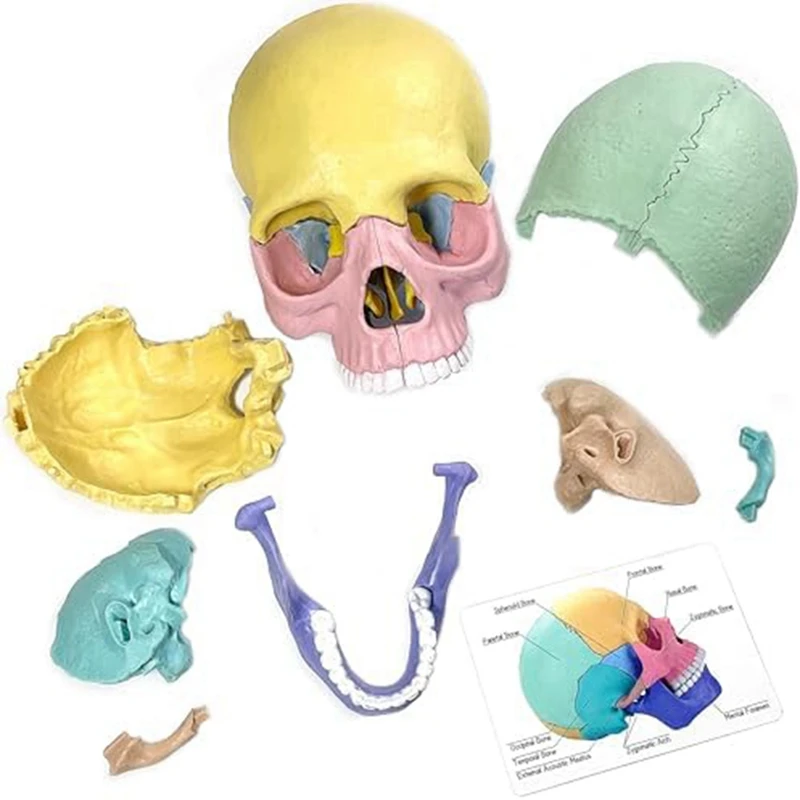 1Set Žmogaus Anatomija Kaukolė Įspūdį Nuimamas Mini Žmogaus Kaukolės Modelis Klinika Mokymo Nuotrauka 2