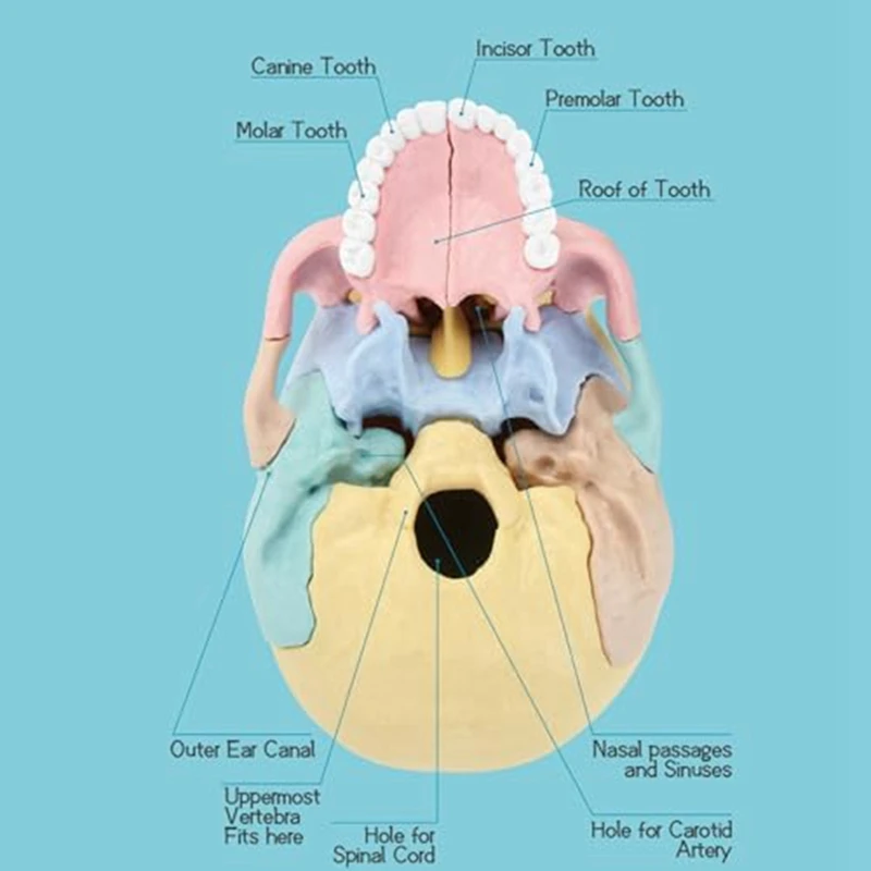 1Set Žmogaus Anatomija Kaukolė Įspūdį Nuimamas Mini Žmogaus Kaukolės Modelis Klinika Mokymo Nuotrauka 3