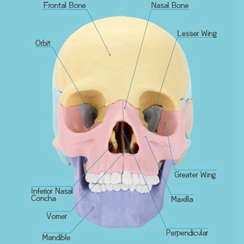 1Set Žmogaus Anatomija Kaukolė Įspūdį Nuimamas Mini Žmogaus Kaukolės Modelis Klinika Mokymo Nuotrauka 4