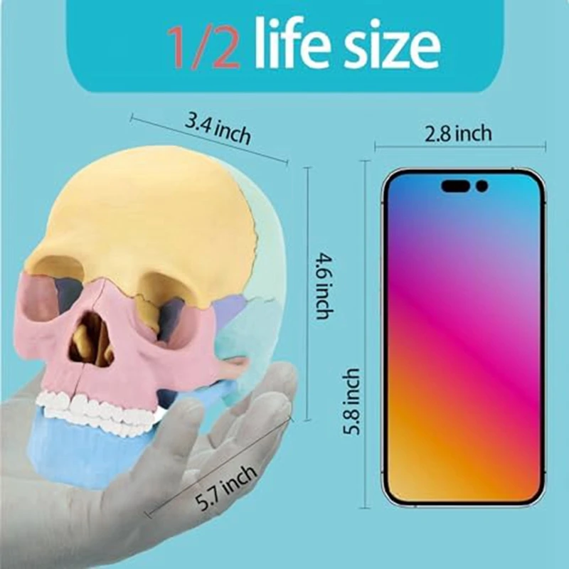 1Set Žmogaus Anatomija Kaukolė Įspūdį Nuimamas Mini Žmogaus Kaukolės Modelis Klinika Mokymo Nuotrauka 5