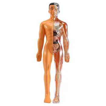 3D Žmogaus Kūno Anatomijos Modelis Vaikai Plastiko 