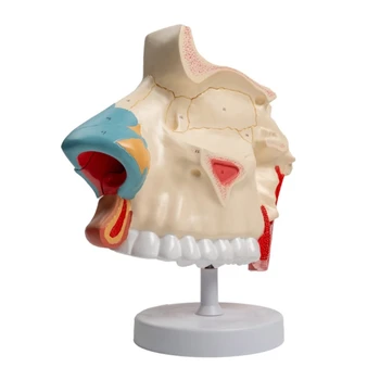 Tris Kartus Gyvenime Dydis Anatominių Nosies Ertmę Modelis Ligų Tyrimas