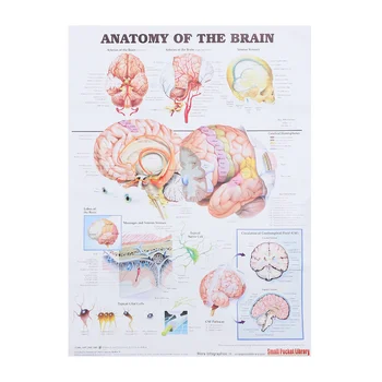 Žmogaus Smegenų Anatomijos Diagramos Sienos Kabo Dekoro Plakatas Mokslo Diagramos Biuras